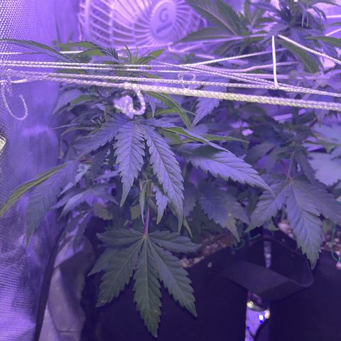 Plant-it at the disco growlog timeline photo
