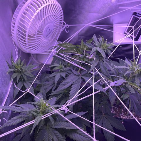 Plant-it at the disco growlog timeline photo