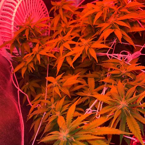 Plant-it at the disco growlog timeline photo