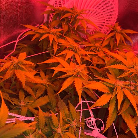 Plant-it at the disco growlog timeline photo