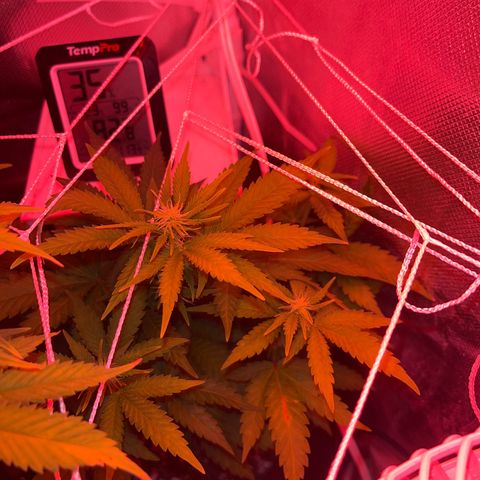 Weedney Houston  growlog timeline photo