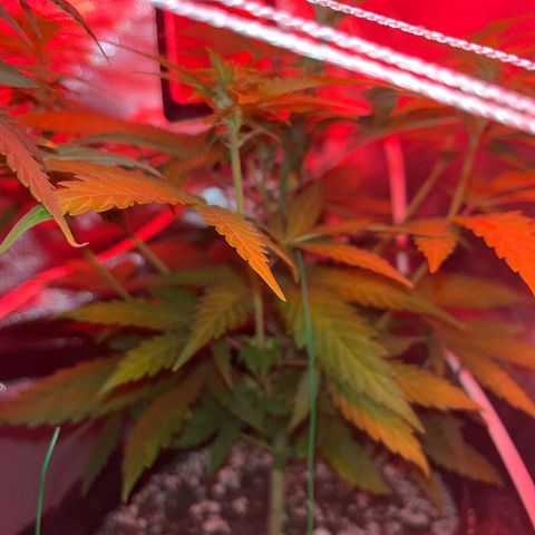 Weedney Houston  growlog timeline photo