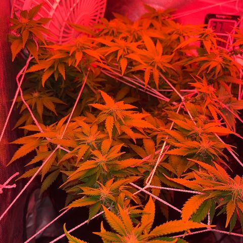Plant-it at the disco growlog timeline photo