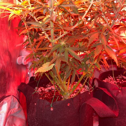 Plant-it at the disco growlog timeline photo