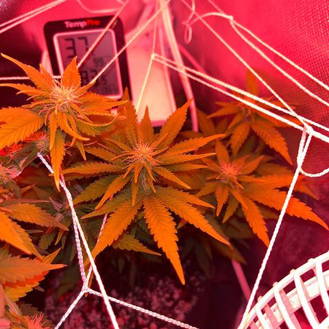 Weedney Houston  growlog timeline photo