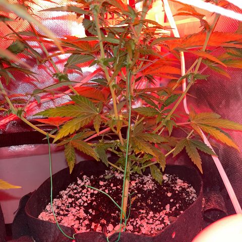 Weedney Houston  growlog timeline photo