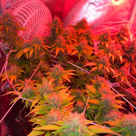 Plant-it at the disco growlog timeline photo