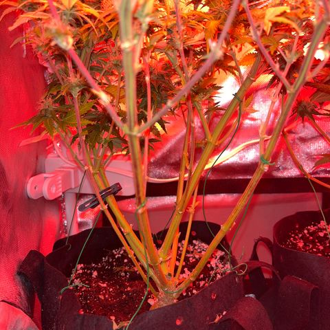 Plant-it at the disco growlog timeline photo