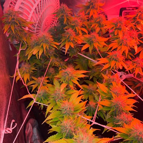 Plant-it at the disco growlog timeline photo