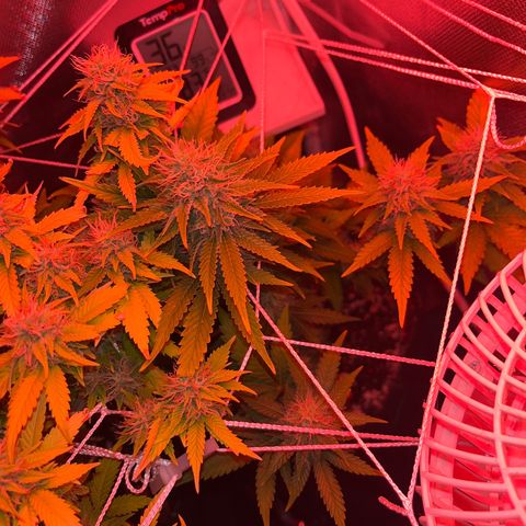 Weedney Houston  growlog timeline photo