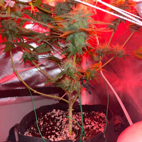 Weedney Houston  growlog timeline photo