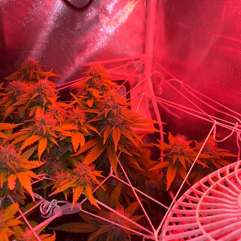 Weedney Houston  growlog timeline photo