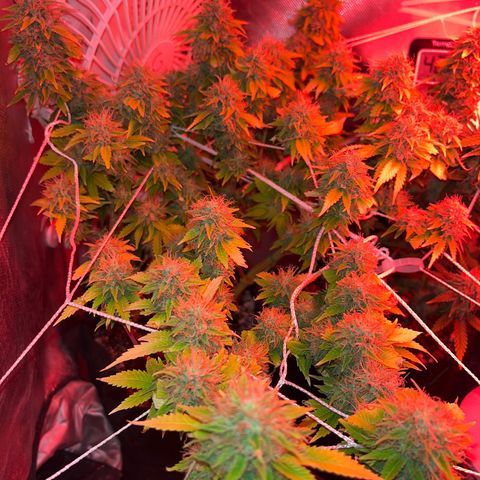 Plant-it at the disco growlog timeline photo