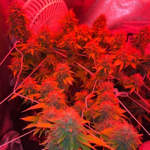 Plant-it at the disco growlog timeline photo