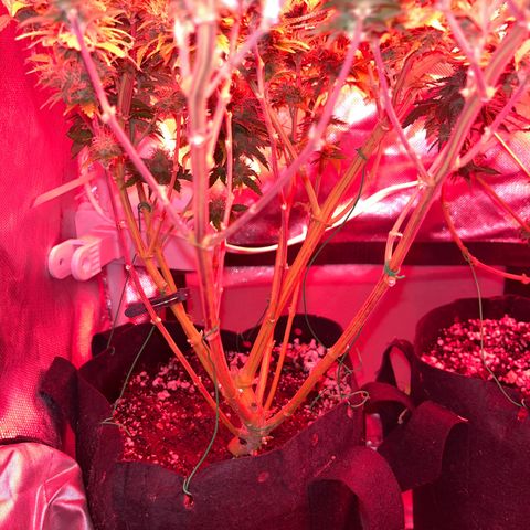 Plant-it at the disco growlog timeline photo