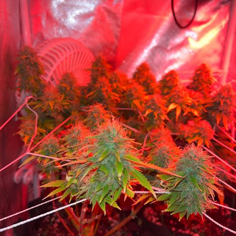 Plant-it at the disco growlog timeline photo
