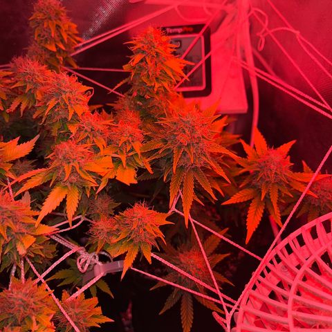 Weedney Houston  growlog timeline photo