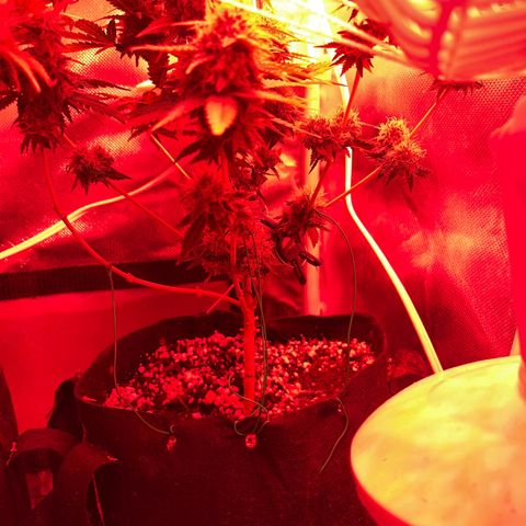 Weedney Houston  growlog timeline photo