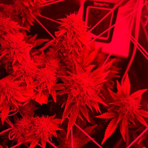 Weedney Houston  growlog timeline photo