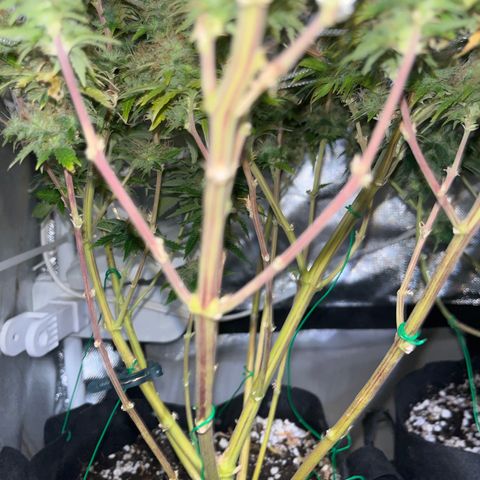 Plant-it at the disco growlog timeline photo