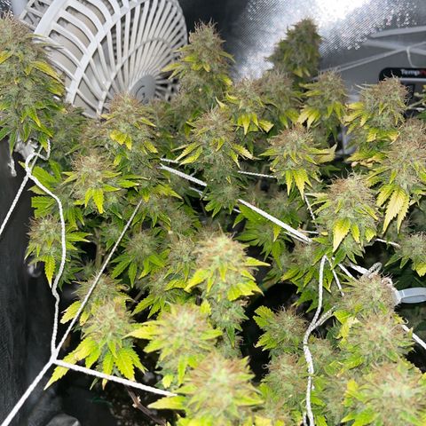 Plant-it at the disco growlog timeline photo