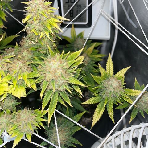 Weedney Houston  growlog timeline photo