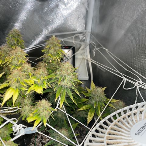 Weedney Houston  growlog timeline photo