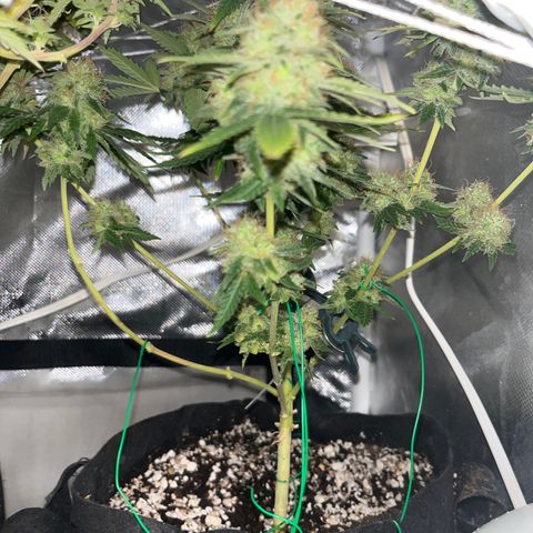 Weedney Houston  growlog timeline photo