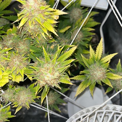 Weedney Houston  growlog timeline photo