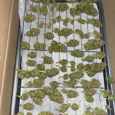 Plant-it at the disco growlog timeline photo