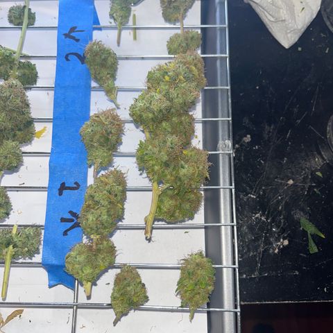 Plant-it at the disco growlog timeline photo