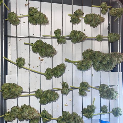 Weedney Houston  growlog timeline photo