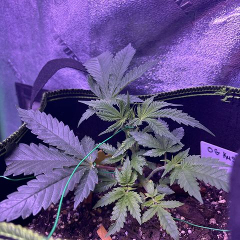 Tony Montana growlog timeline photo