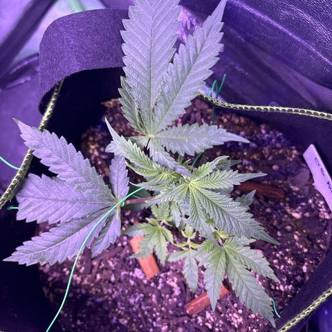 Tony Montana growlog timeline photo