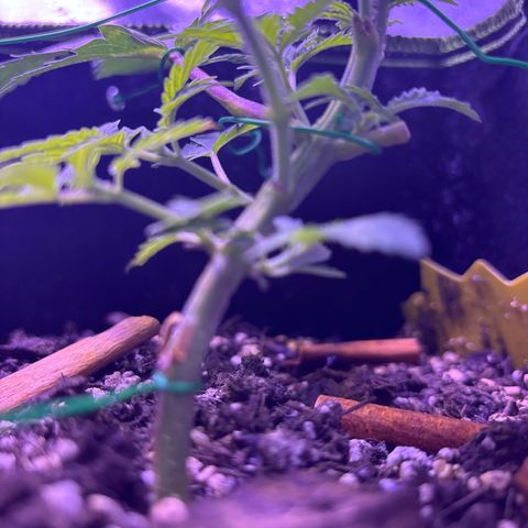 Tony Montana growlog timeline photo