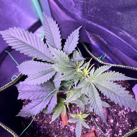 Tony Montana growlog timeline photo