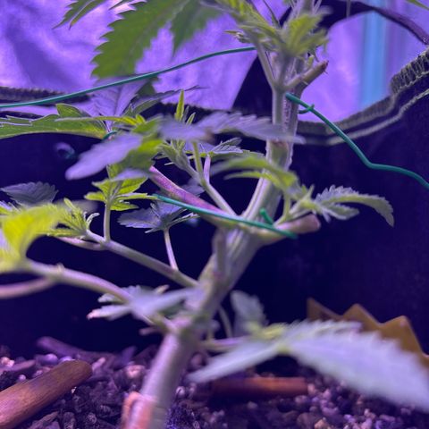 Tony Montana growlog timeline photo
