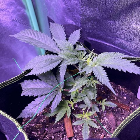 Tony Montana growlog timeline photo