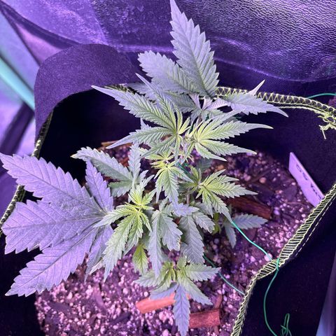 Tony Montana growlog timeline photo