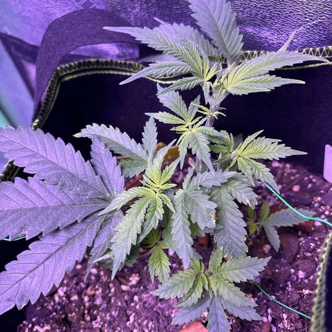 Tony Montana growlog timeline photo