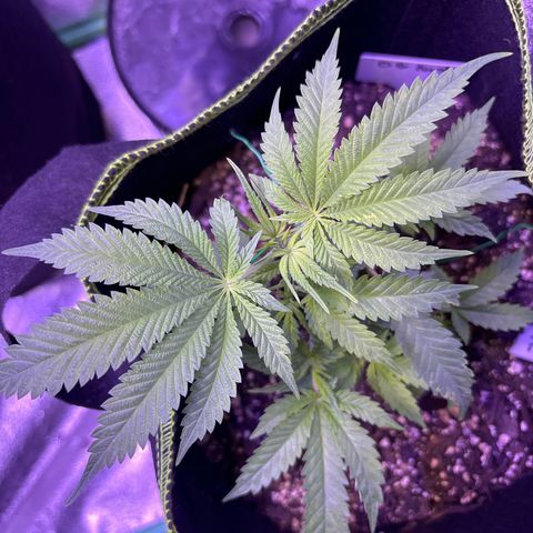 Tony Montana growlog timeline photo