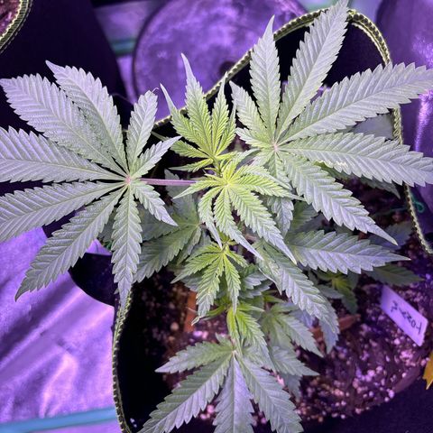 Tony Montana growlog timeline photo