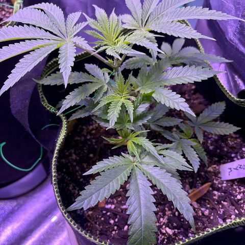 Tony Montana growlog timeline photo