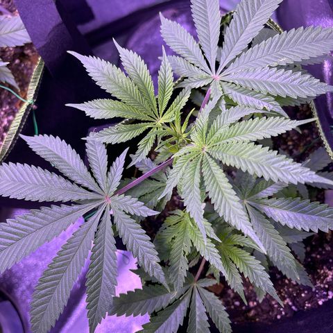 Tony Montana growlog timeline photo