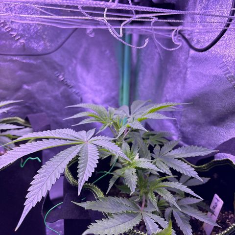 Tony Montana growlog timeline photo