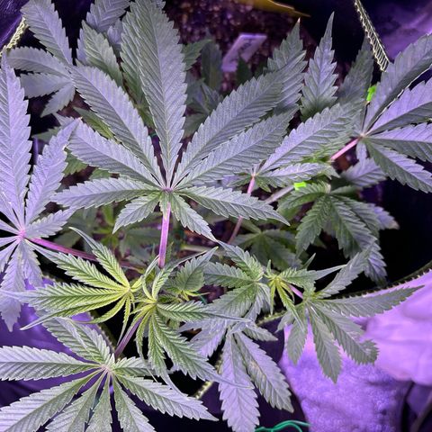 Tony Montana growlog timeline photo