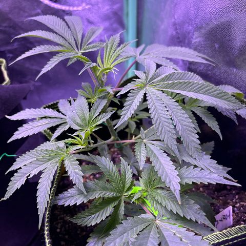 Tony Montana growlog timeline photo