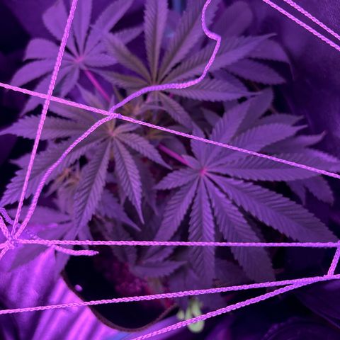 Tony Montana growlog timeline photo