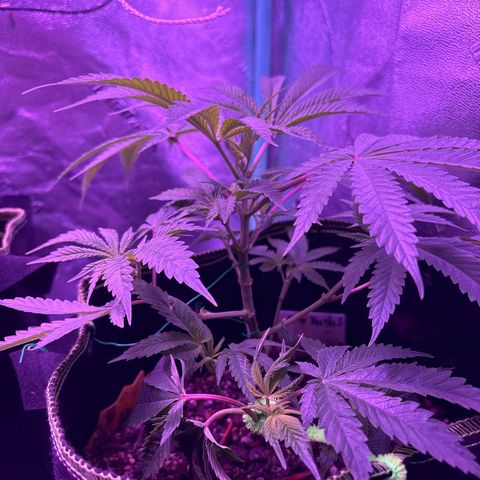 Tony Montana growlog timeline photo