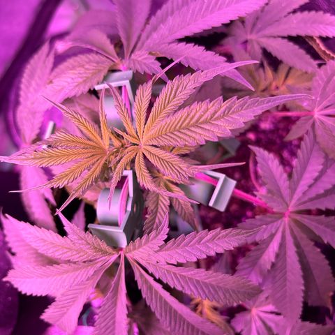 Tony Montana growlog timeline photo